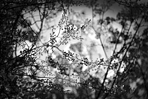 Budding willow shrub in early spring