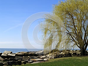 Budding Willow Tree