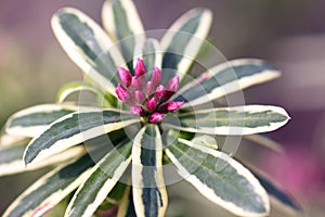 Budding Winter Daphne