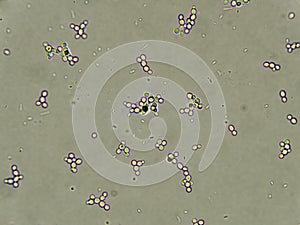 Budding yeast cells