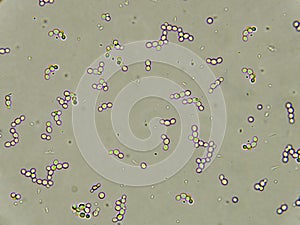 Budding yeast cells photo