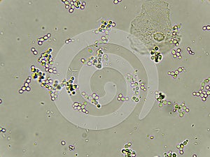 Budding yeast cells photo