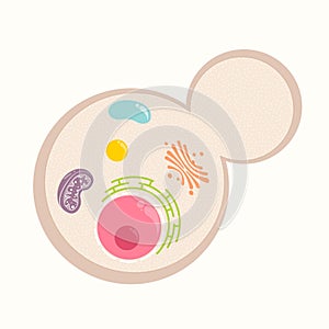 Budding yeast vector illustration graphic template with basic organelles