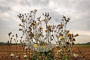 Budding, yellow flowering and overblown field milk thistle plants