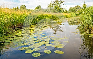 Budding and yellow flowering water lily plants in a creek with a