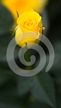 Budding Yellow Rose