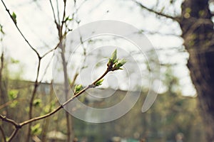 budding young lilac leaves on a twig on a sunny spring day