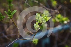 budding young lilac leaves on a twig on a sunny spring day