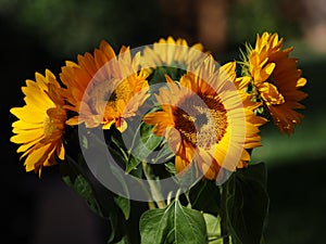 Bouquet of sunflowers outside in the evening sun photo