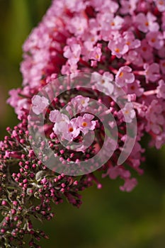 Buddleia, buddlea or buddleja davivvii soft focused macro shot with small purple flowers blossoming in spring