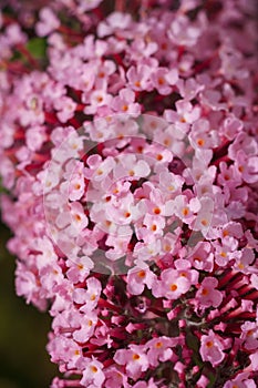 Buddleia, buddlea or buddleja davivvii soft focused macro shot with small purple flowers blossoming in spring