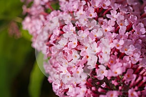 Buddleia, buddlea or buddleja davivvii soft focused macro shot with small purple flowers blossoming in spring