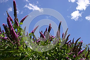 Buddleia Davidii photo