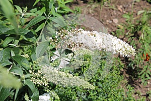 Buddleia davidii or butterfly-bush with white flowers in garden