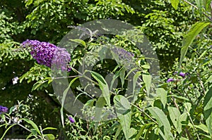 Buddleia davidii, Violet Lilac or Butterfly Bush blooming on a green background