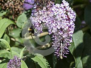 Buddleia flower cyme with a bumblebee
