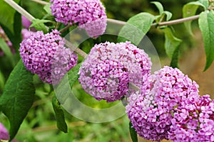 Buddleia Flowers