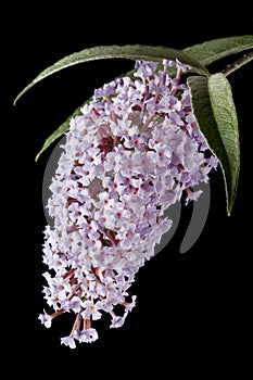 Buddleia illuminated by strong sidelight photo