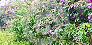 Buddleia: The plant that dominates Britain's railways and Wastelands