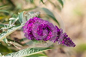 Buddleja