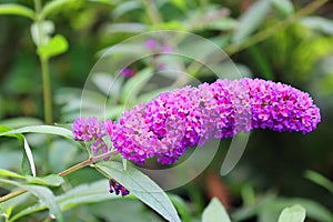 Buddleja also historically given as Buddlea
