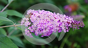 Buddleja also historically given as Buddlea