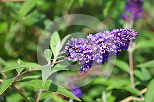 Buddleja also historically given as Buddlea