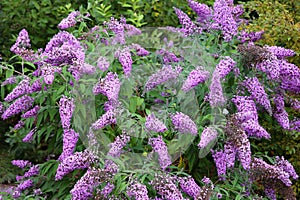 Buddleja also historically given as Buddlea