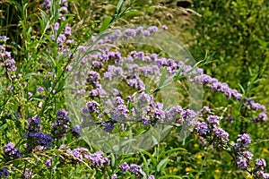 Buddleja alternifolia in summer photo