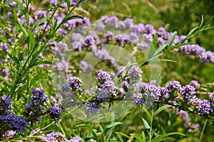 Buddleja alternifolia in summer photo