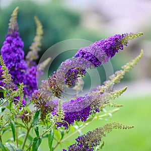 Buddleja cultivars - Summer Bird Blue - summer lilac, butterfly bush photo