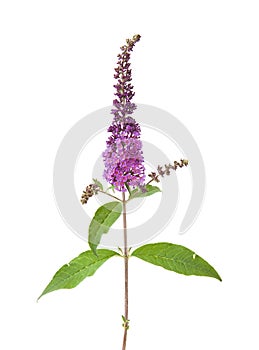 Buddleja davidii