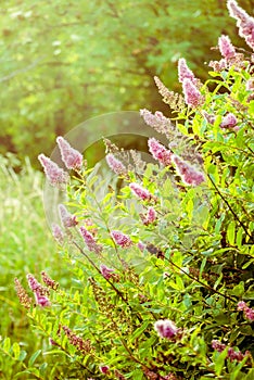 Buddleja davidii