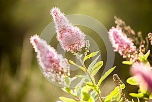 Buddleja davidii