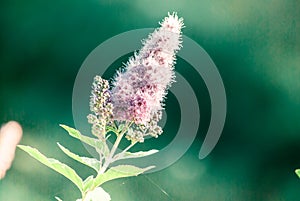 Buddleja davidii