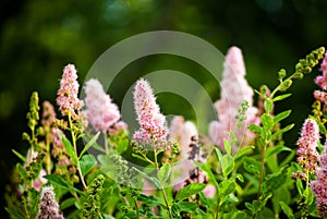 Buddleja davidii