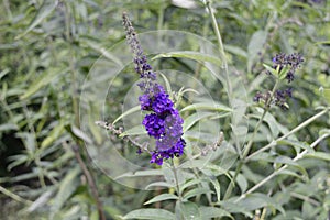 Buddleja davidii Black Knight - deep purple plant