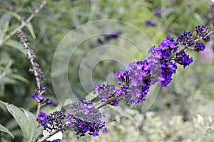 Buddleja davidii Black Knight - deep purple plant