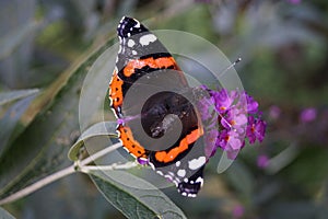 Buddleja davidii Butterfly bush