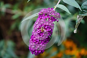 Buddleja davidii Butterfly bush