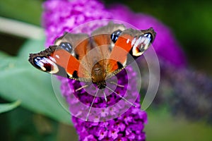 Buddleja davidii Butterfly bush photo