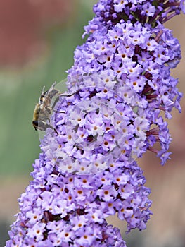 Buddleja davidii - butterfly bush photo