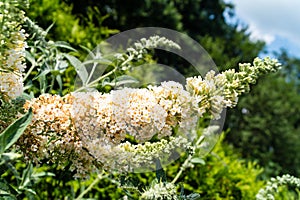 Buddleja davidii butterflybush