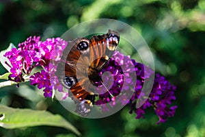 Buddleja davidii butterflybush