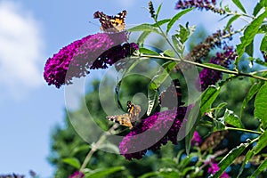 Buddleja davidii butterflybush