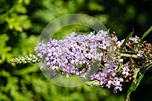 Buddleja davidii butterflybush