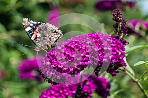 Buddleja davidii butterflybush