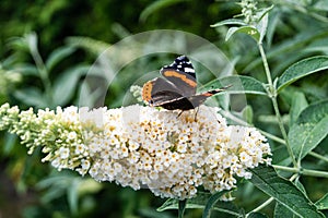 Buddleja davidii butterflybush photo