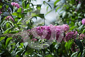 Buddleja davidii flower - butterfiy tree flower