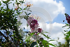 Buddleja davidii \'Flower-Power\' blooms in July. Berlin, Germany